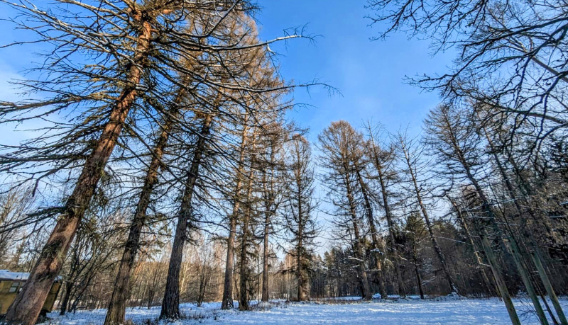 Rozališķu aleja. Foto Aleksandra Krugļikova