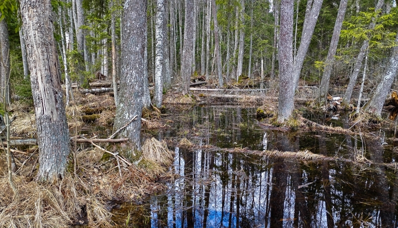 Dabas lieguma "Mežmaļu meži". Foto Dagnis Vasiļevskis