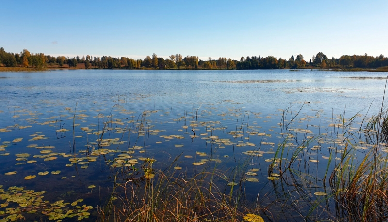 Ojatu ezers - ūdens klajs, lēpju lapas, piekraste. Foto Irēna Skrinda