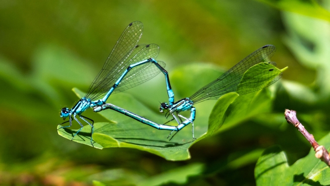 Zilās platkājspāres. Foto Andris Soms