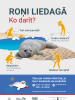 Infografika Roņi liedagā. Ko darīt?