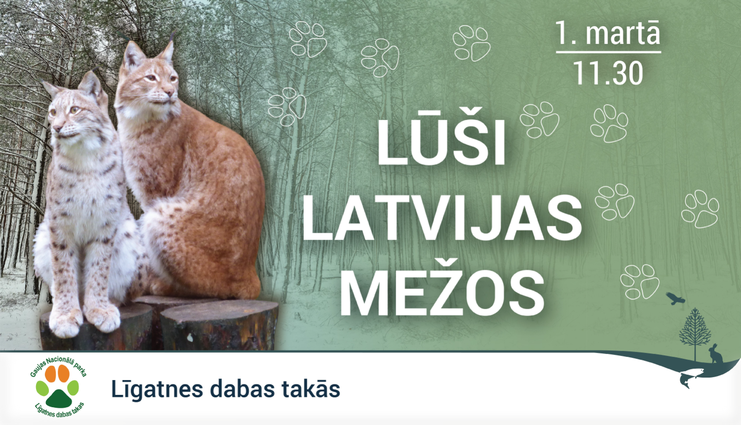 Lūši Latvijas mežos