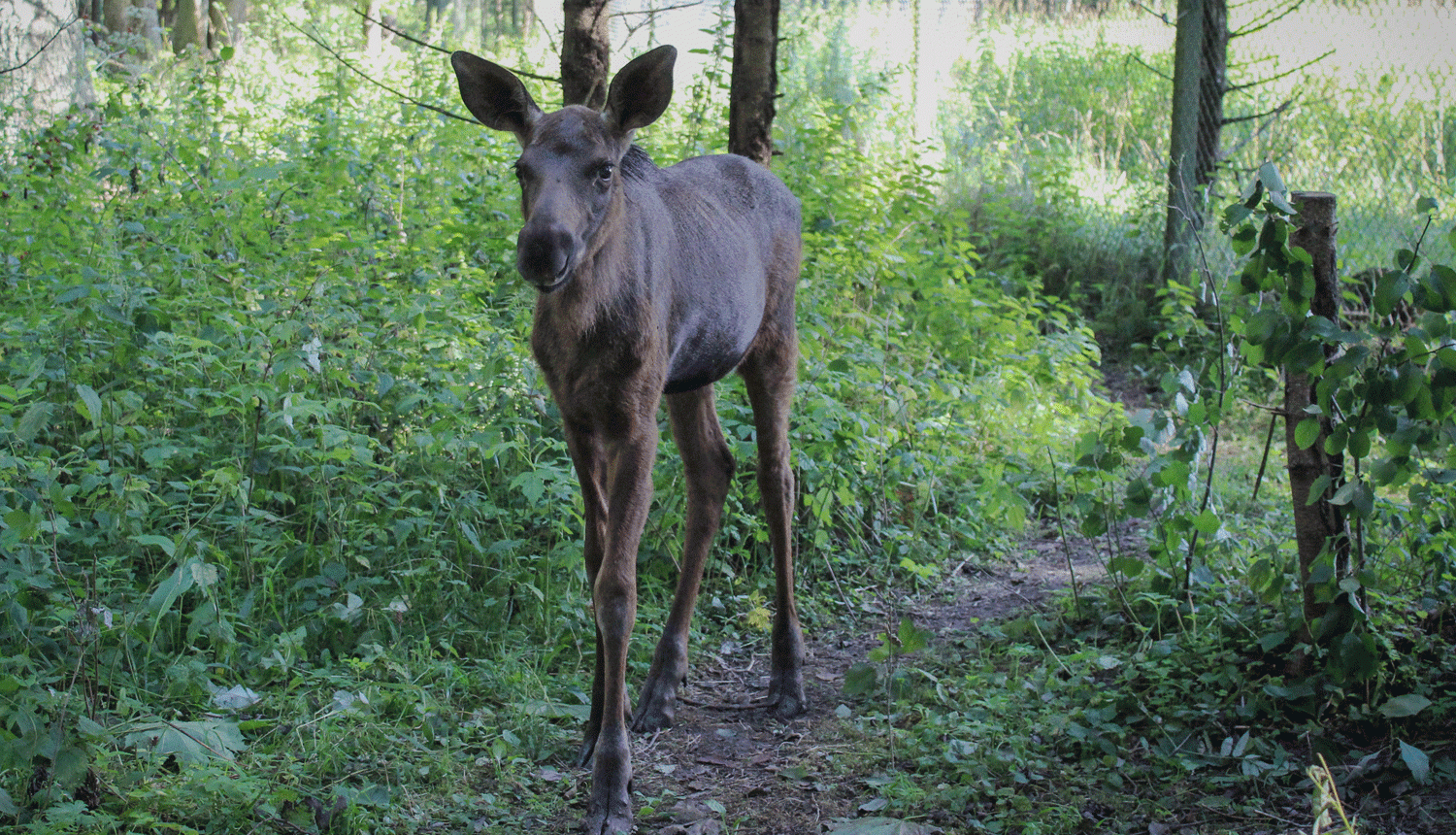 Alnenīte Lilu