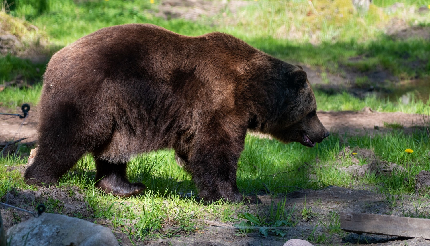 Bear population in Latvia not threatened | Dabas aizsardzības pārvalde